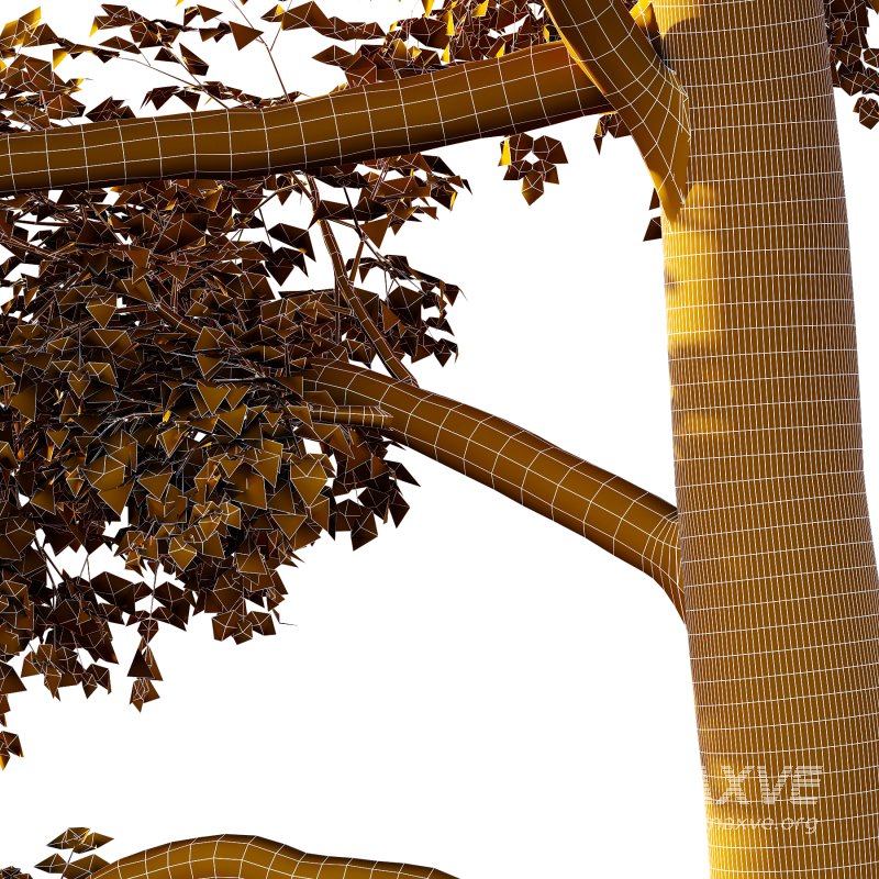 Alder Tree 03 - Image 3