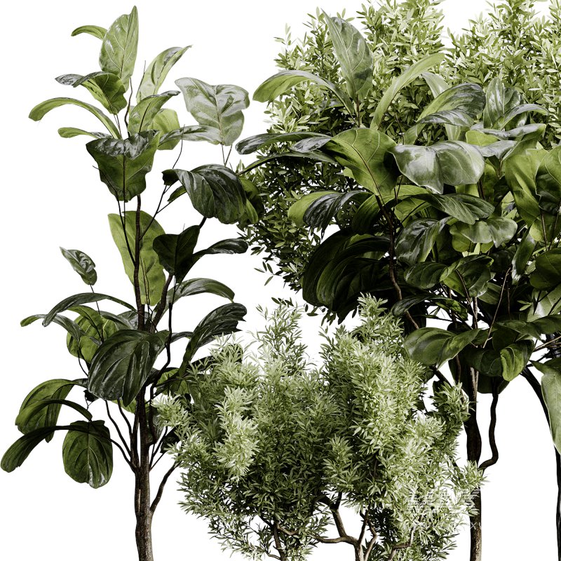 indoor plants 120 – plant collections in pot - Image 2