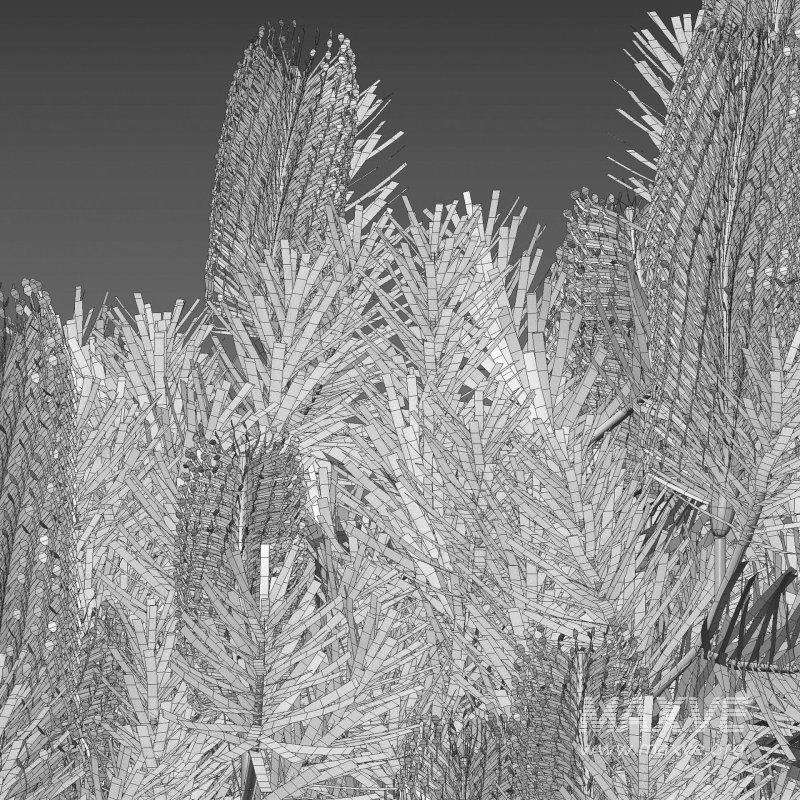 Banksia spinulosa – Hairpin Banksia 04 - Image 5