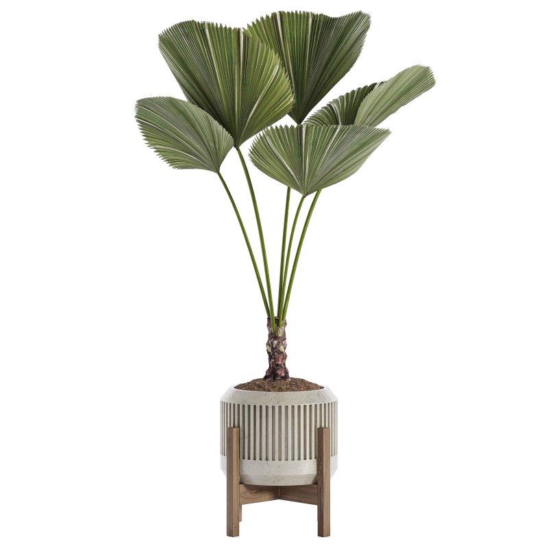 Indoor Plant 04 – Licuala Palm - Image 4