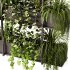 Indoor Plants – 23 Hanging plants - Thumbnail 2