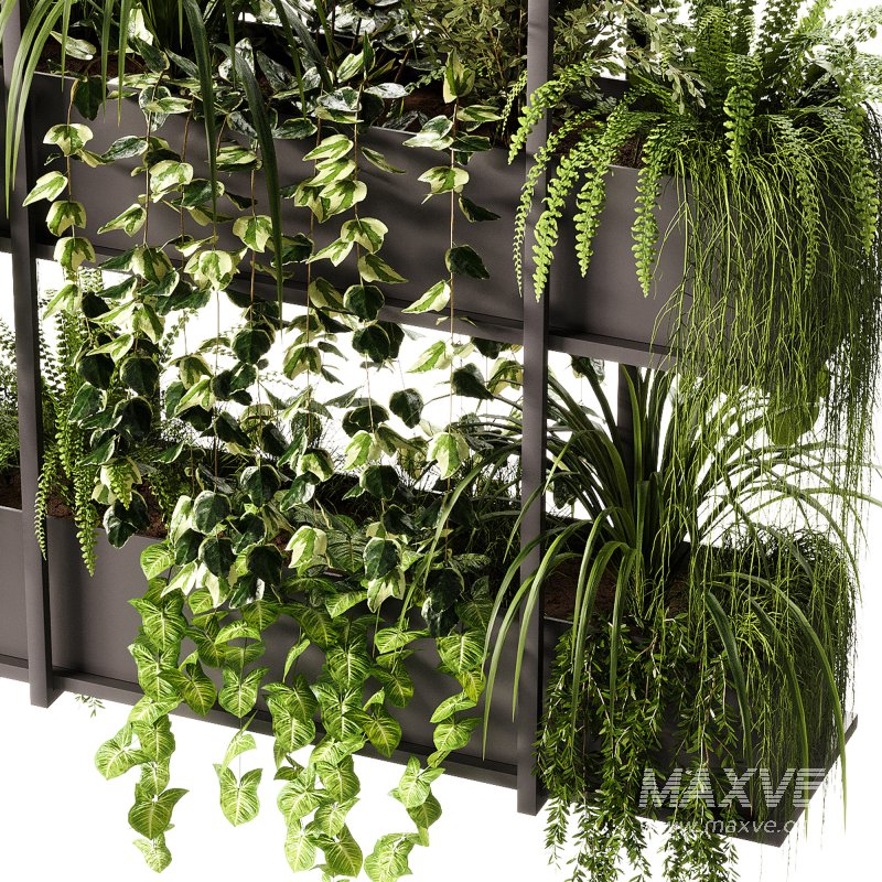 Indoor Plants – 23 Hanging plants - Image 2