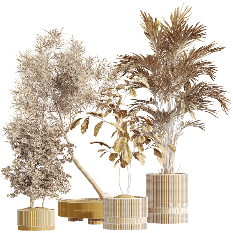 AV Indoor Plants Set 260 Areca Majesty Palm and Japandi Ficus Dracaena Marginata and Mission Olive - Image 7