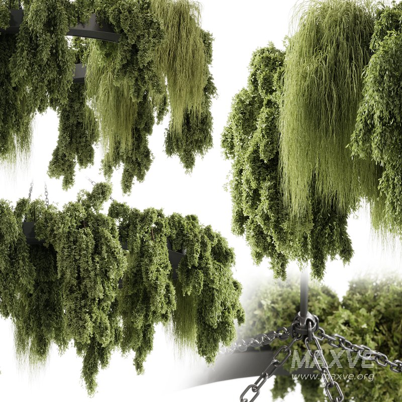 indoor plants 116 – Hanging indoor plant - Image 6