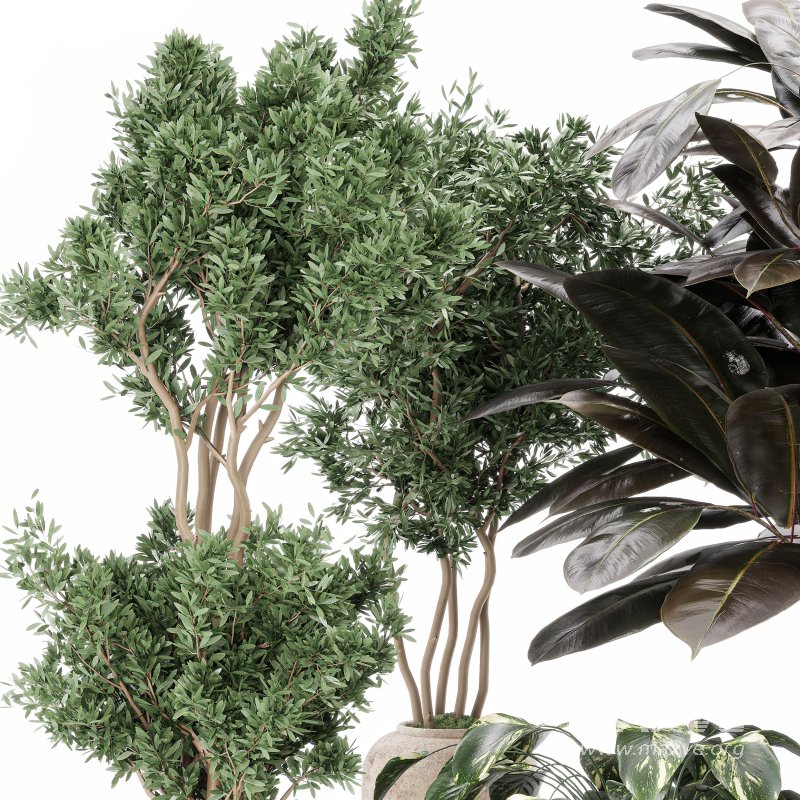 Indoor_plant_set_with_plant_tree_concrete_dirt_vase - Image 2