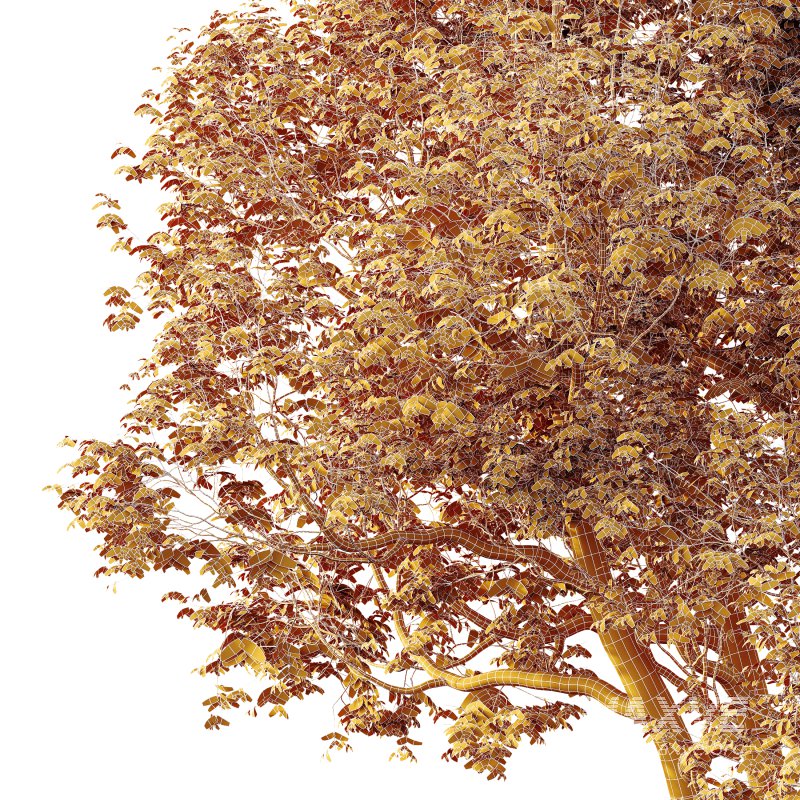 AV Plants Celtis laevigata Sugarberry Hackberry03 - Image 3