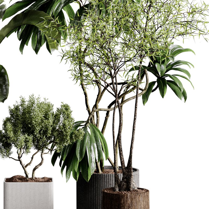 indoor plants 121 – plant collections in pot - Image 4