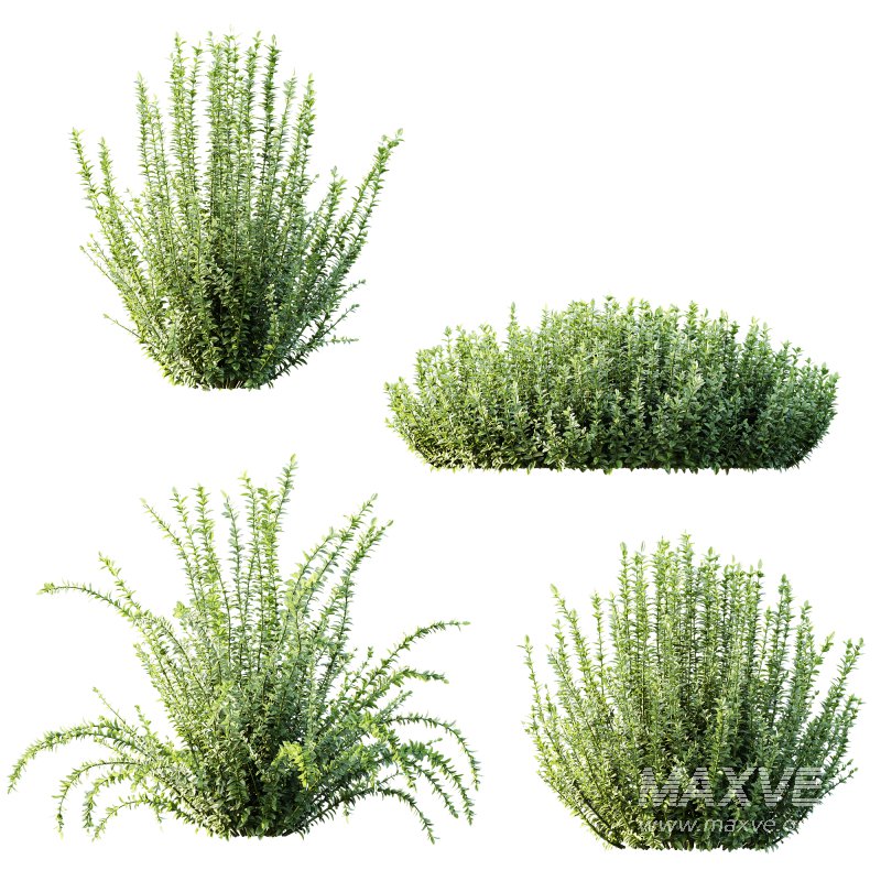 ntal landscaping, especially in minimalist and modern gardens. - Image 3