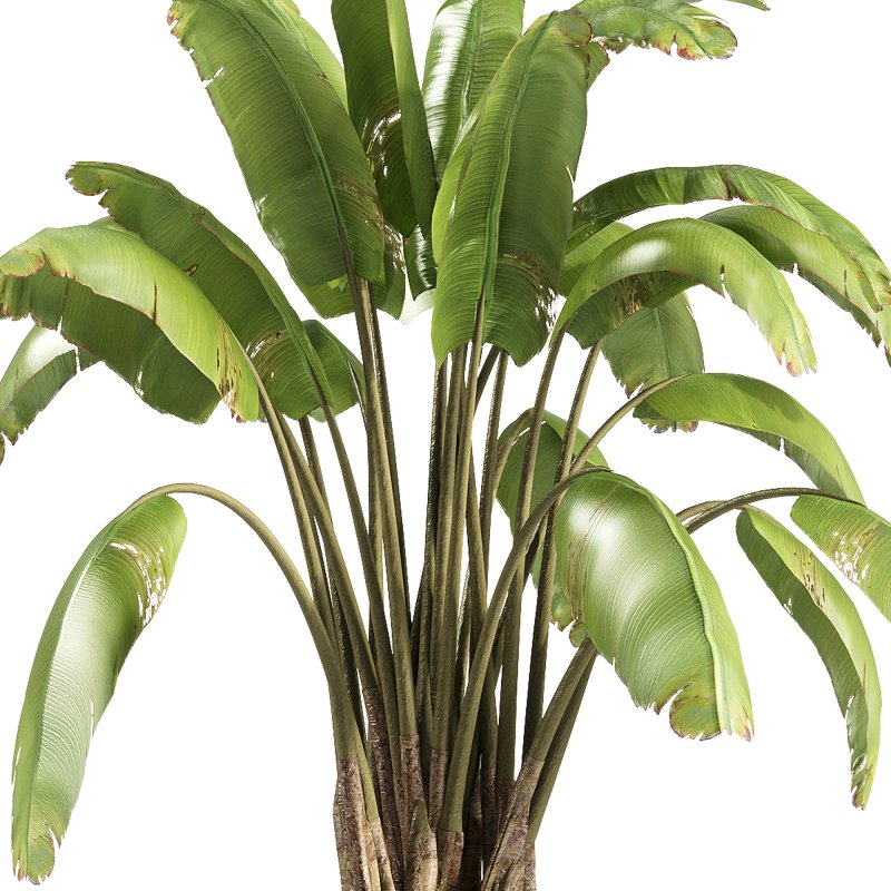 indoor plants – 37 plant in pot_corona - Image 2