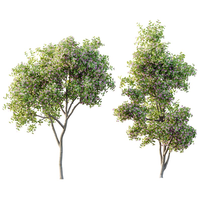 AV Spring blooming trees Butterfly Orchid Geranium Bauhinia and Amelanchier Lamarckii - Image 3