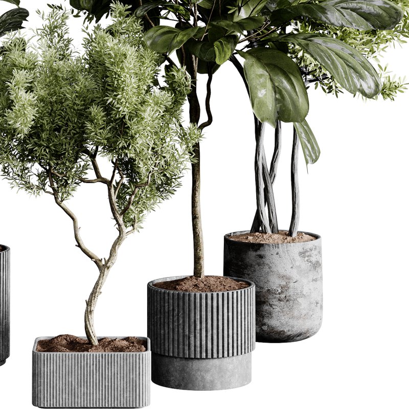 indoor plants 120 – plant collections in pot - Image 4