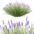plant bush Flower Lavandula pedunculata 01 - Thumbnail 2