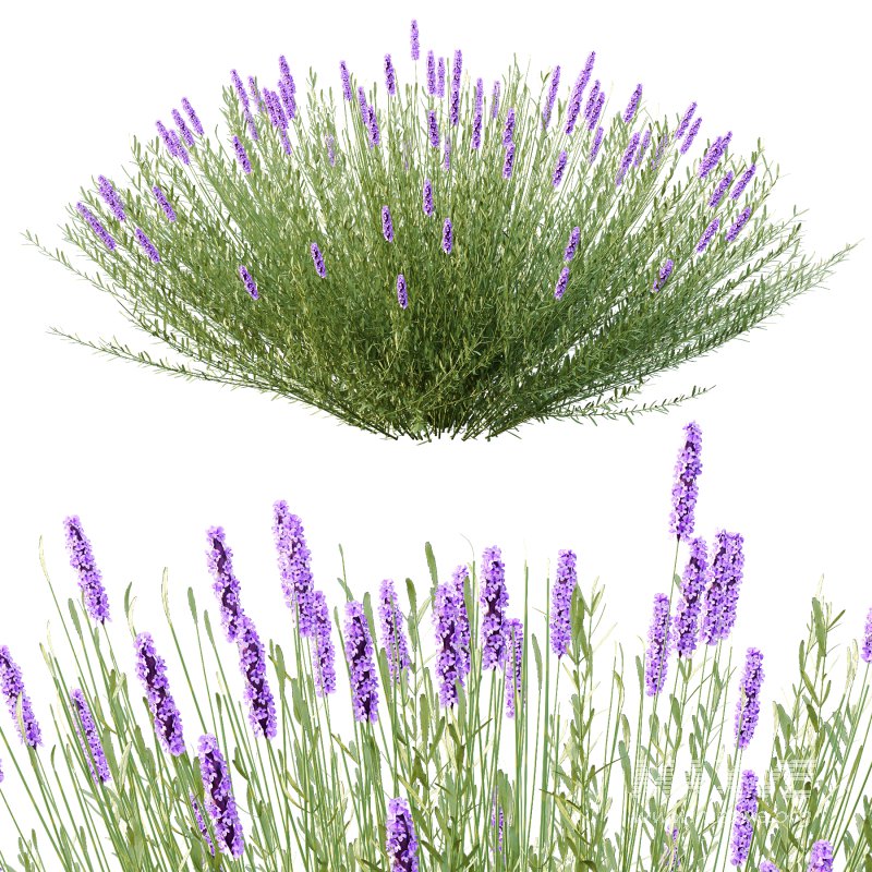 plant bush Flower Lavandula pedunculata 01 - Image 2