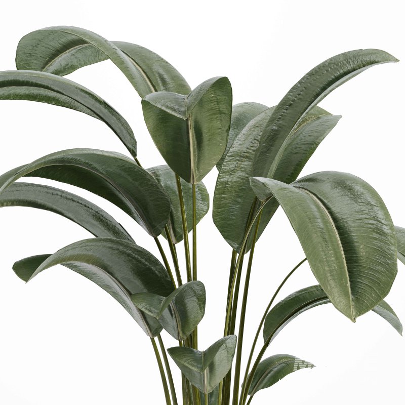 Indoor Plant 02 - Image 3