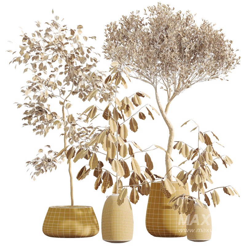 AV Indoor Plants Set 263 Japandi Ficus Dracaena Marginata and Mission Olive - Image 8