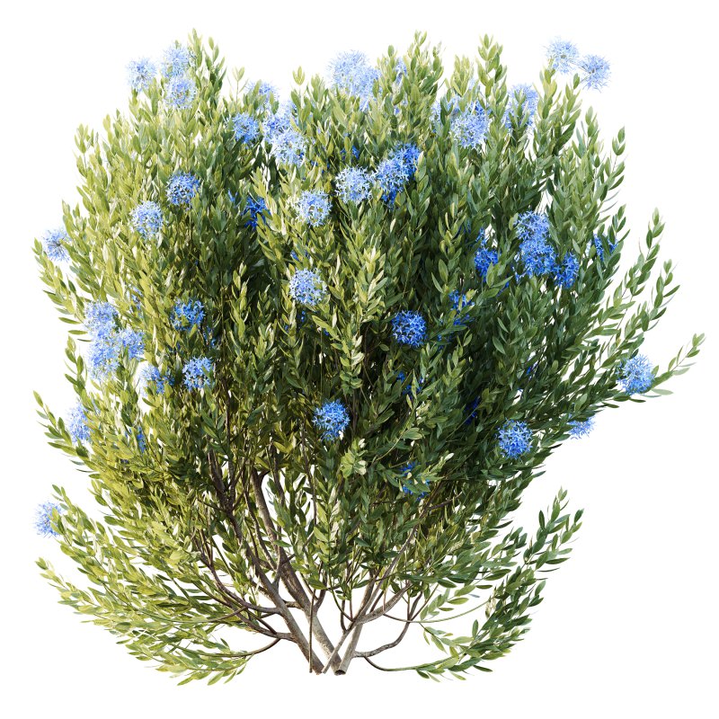 AV Colorful spring bushes Rhododendron Shrub Arboreum and Ixora Jasmine Gardens Chinese - Image 2