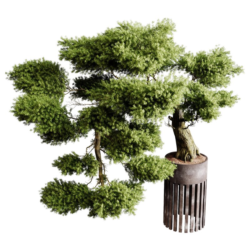 Indoor plants 73 – Bonsai Plant in pot - Image 2