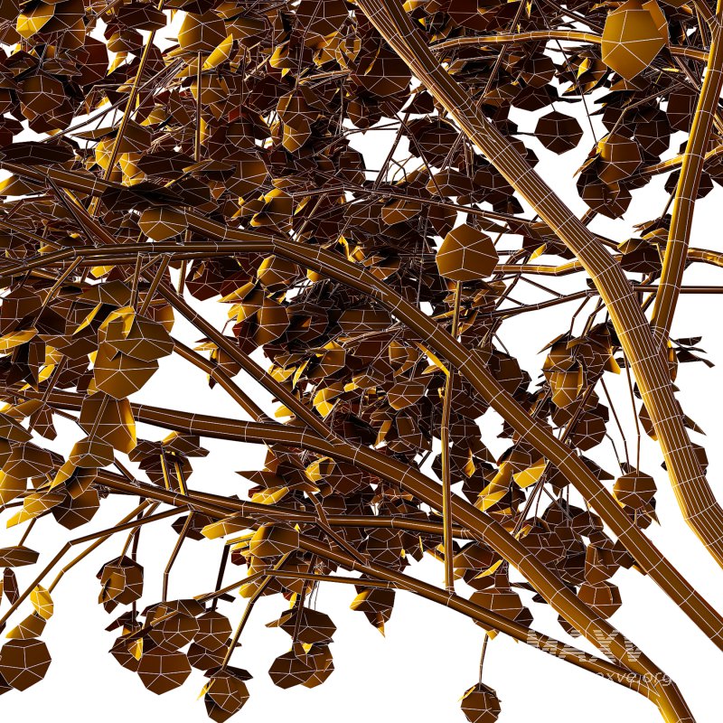 Acer Pseudoplatanus spring trees 02 - Image 3