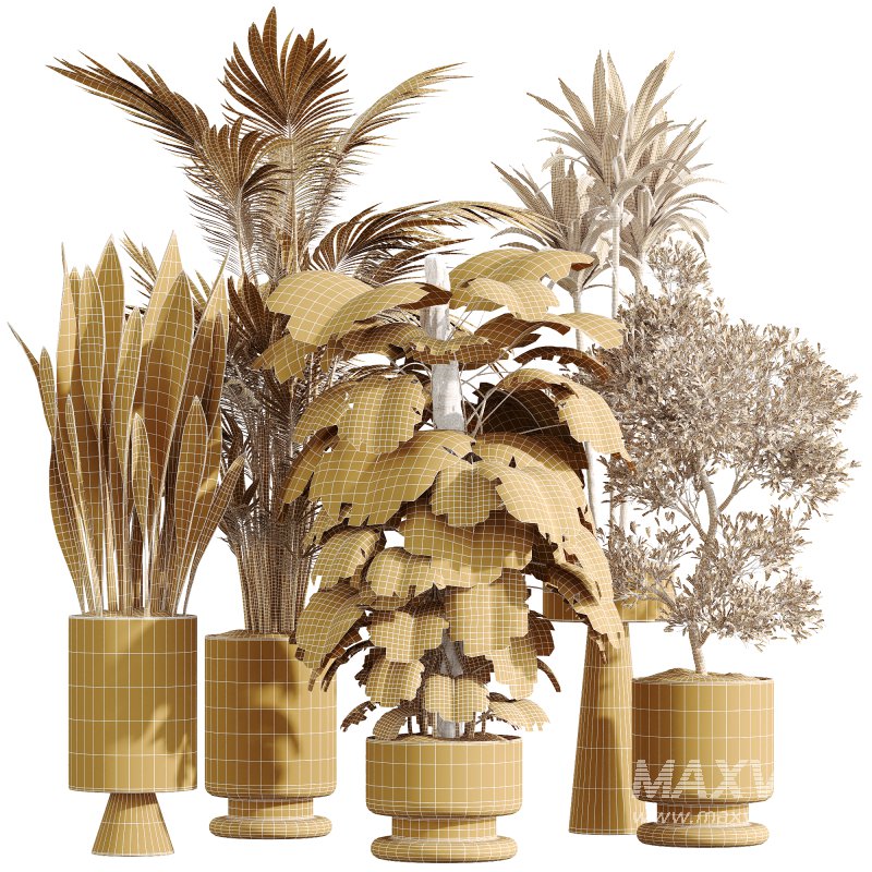 AV Indoor Plants Set 267 Areca Palm and Lemon and Green Sansevieria and Monstera Deliciosa Large Leaf and Olive - Image 9