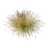 Carex Elata Aurea Grass 03 - Thumbnail 6