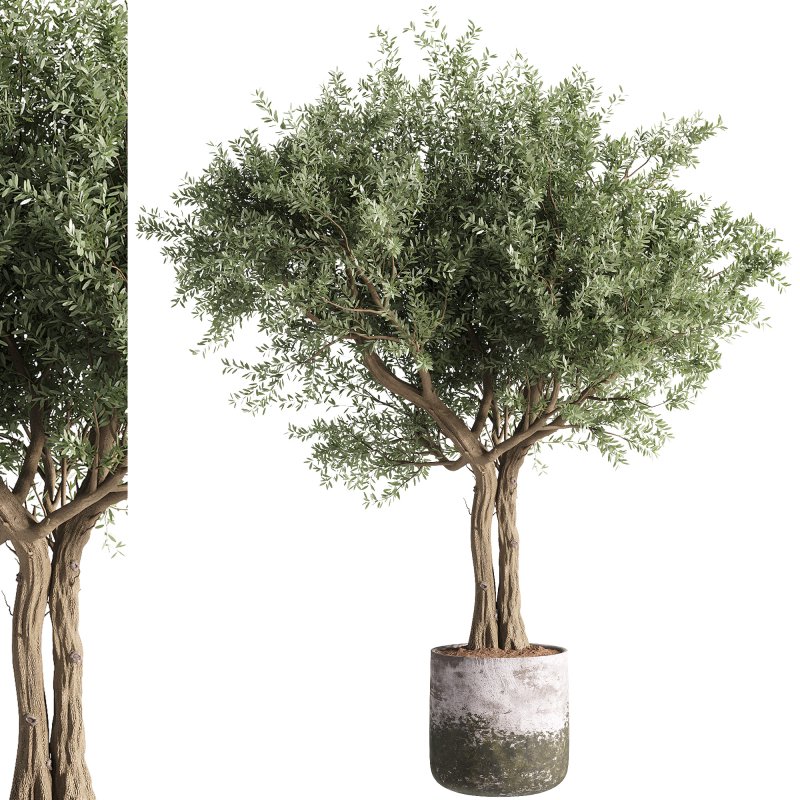 indoor plants – 35 plant in pot - Image 1