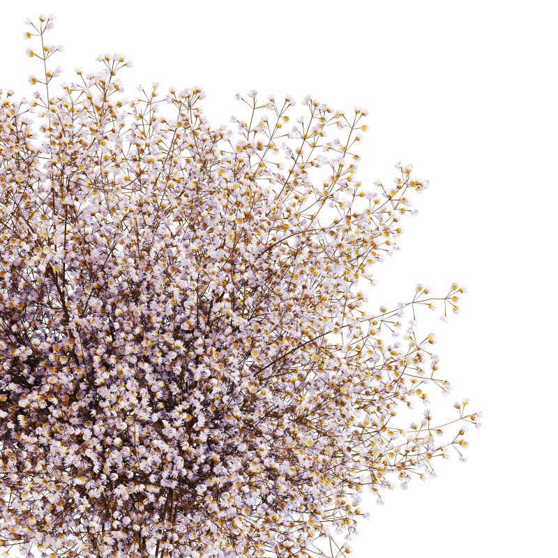 Minimal Gypsophila Bouquet in Textured Clay Vase - Image 3