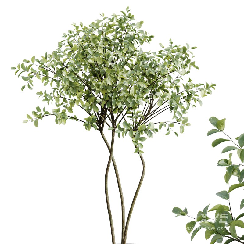 AV Indoor Plants Set 259 Olive Eucalyptu and Dracaena Warnecki and Monstera Deliciosa - Image 3