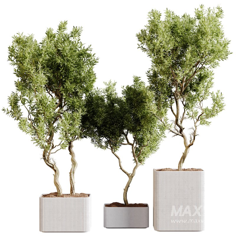 indoor plants 101 – plant collections in pot - Image 4