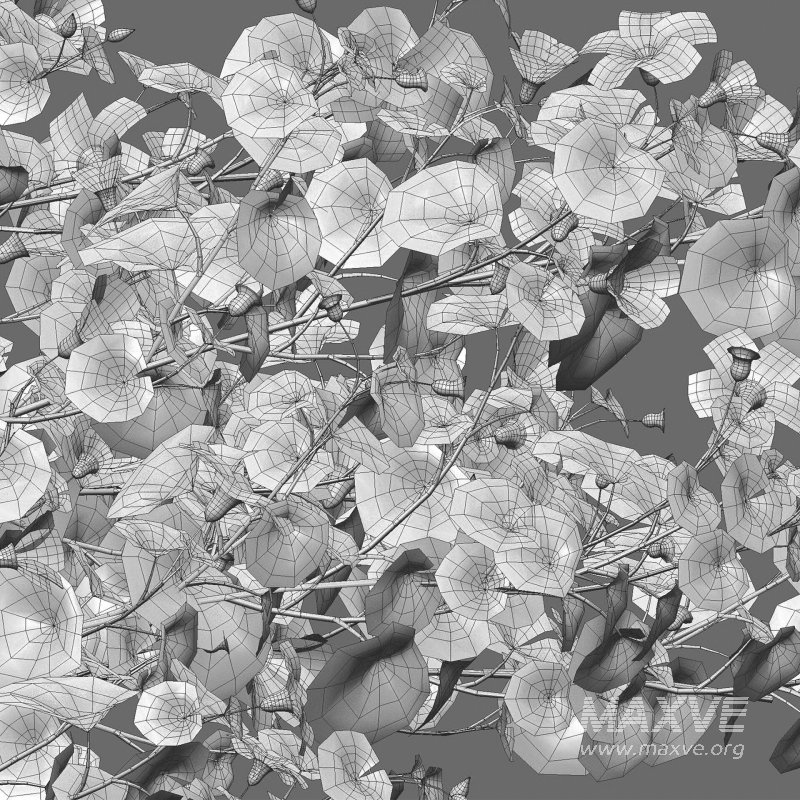 Alyogyne huegelii – Blue Hibiscus 02 - Image 6