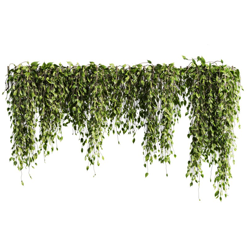 ivy plants - Image 1