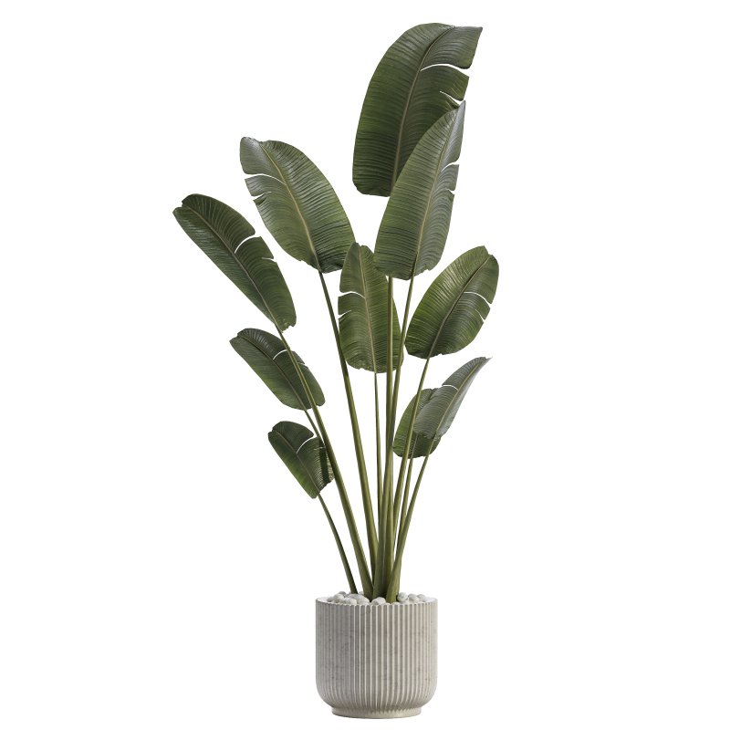 Indoor Plant 01 - Image 2
