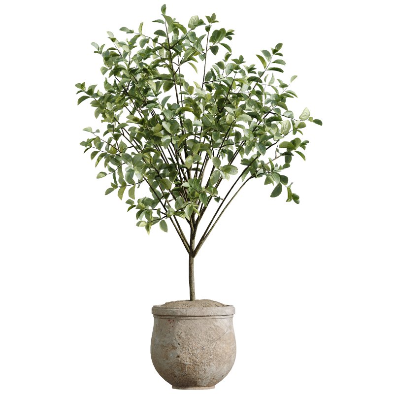 AV Indoor Plants Set 258 Olive Eucalyptus and Palm Paradise and Dracaena and Briful - Image 3