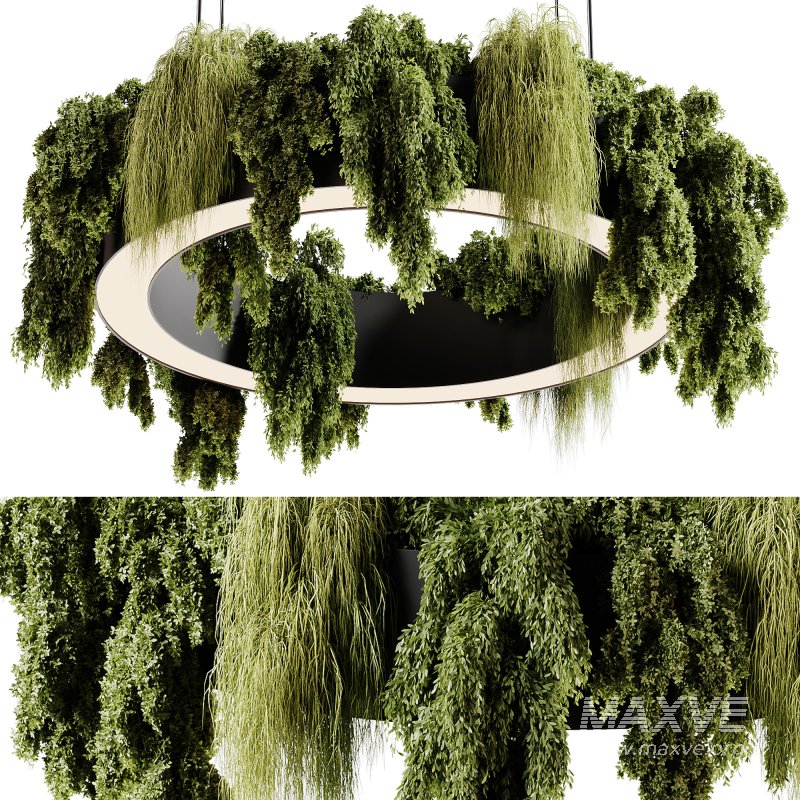 indoor plants 92- Hanging indoor plant - Image 2