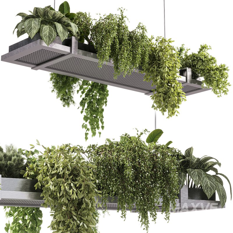 indoor plants – 52 Hanging indoor plant - Image 2