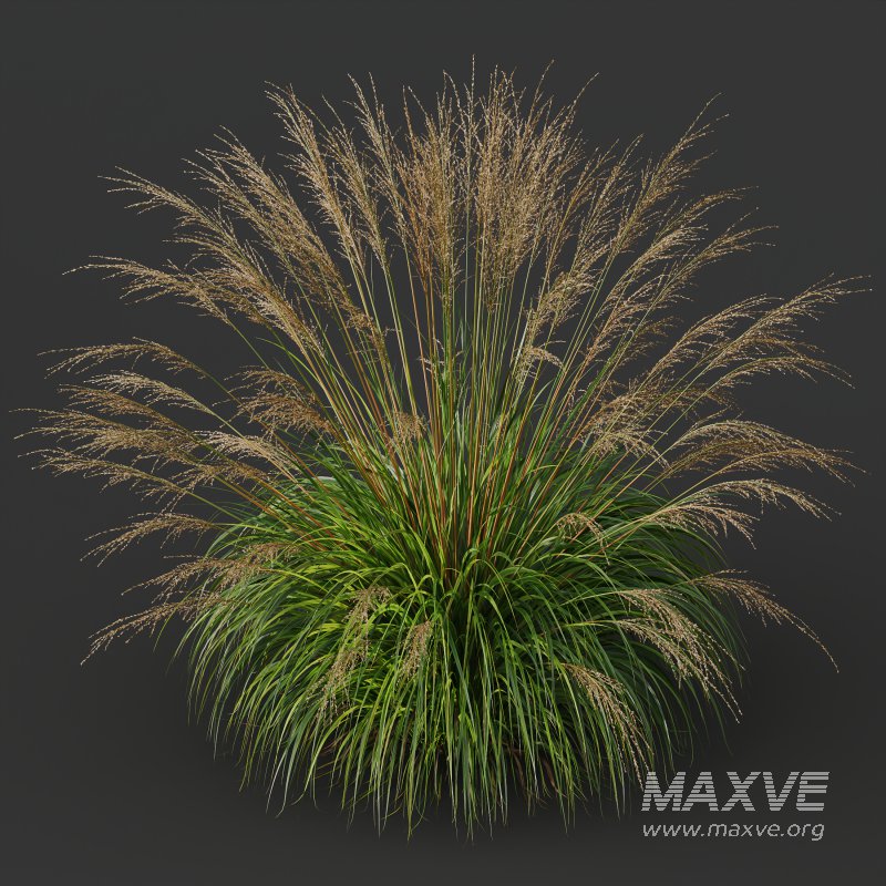 AV Molinia Caerulea Heidebraut Kleines Pfeifengras grasses - Image 7