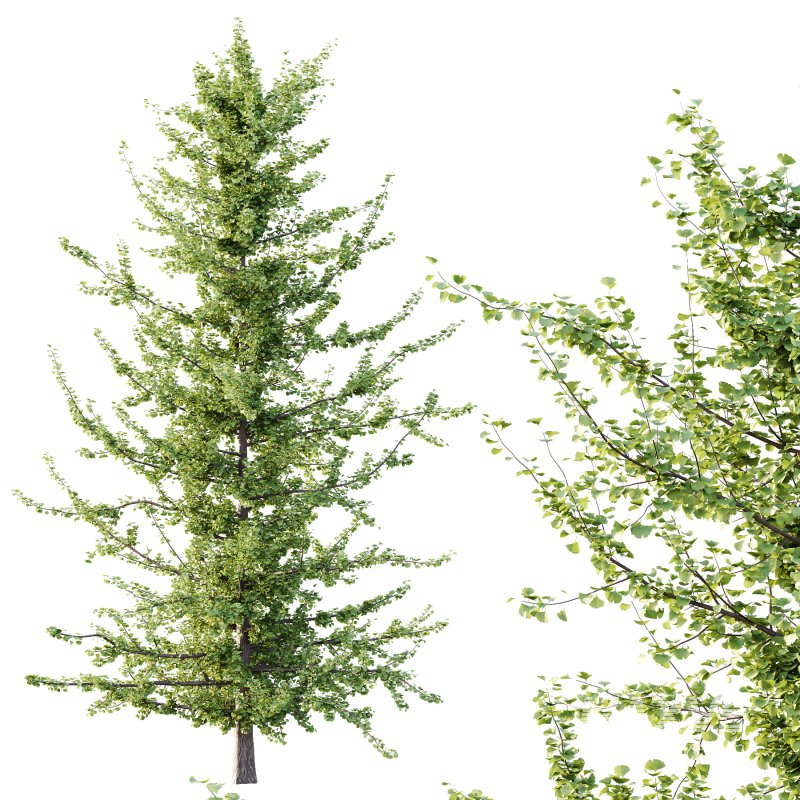 Maidenhair Ginkgo Biloba Tree 05 - Image 3