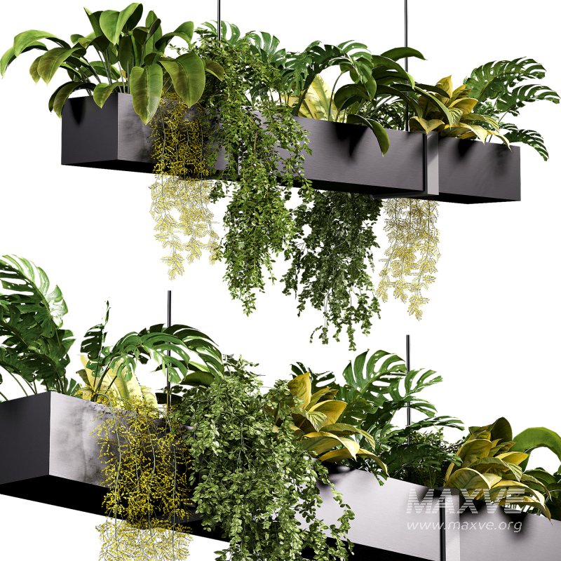 Hanging indoor Plants 04 - Image 3