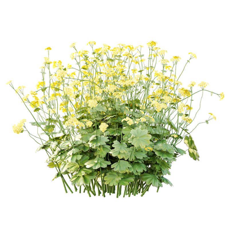 Alchemilla mollis flower Plant 01 - Image 7