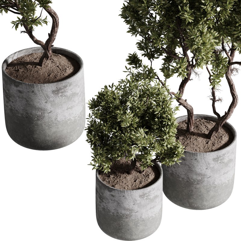 indoor plants – 67 plant in pot - Image 4