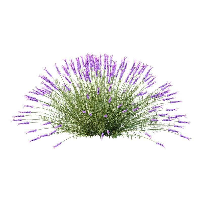 plant bush Flower Lavandula pedunculata 05 - Image 3