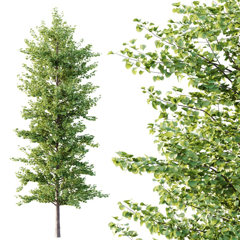 Maidenhair Ginkgo Biloba Tree 03 - Image 5