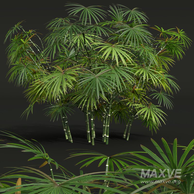 AV spring bushes Sambucus Nigra and Rhapis Excelsa - Image 4