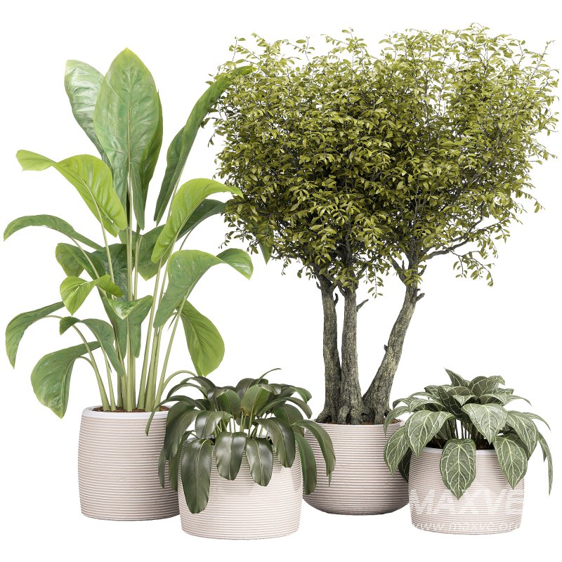 Indoor Collection plants 04 - Image 4