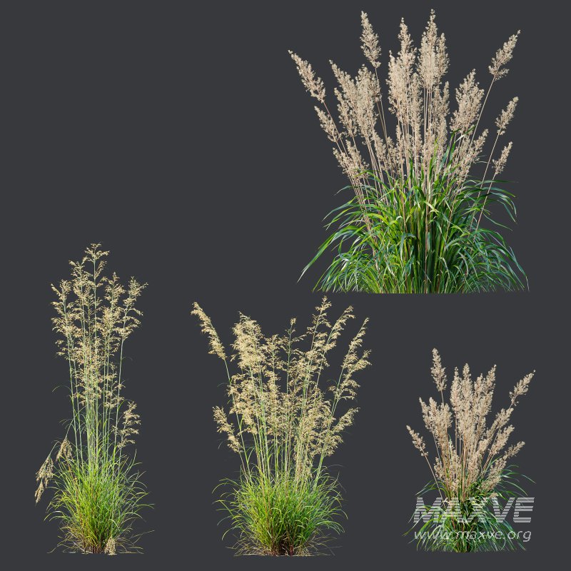 ntal grasses—**Celtica gigantea** (Golden Oats Grass) and **Nassella tenuissima** (Mexican Feather Grass)—curated for naturalistic, windswept landscapes and high-end 3D visualizations. - Image 12