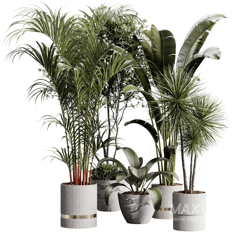indoor plants 105 – plant collections in pot - Image 2