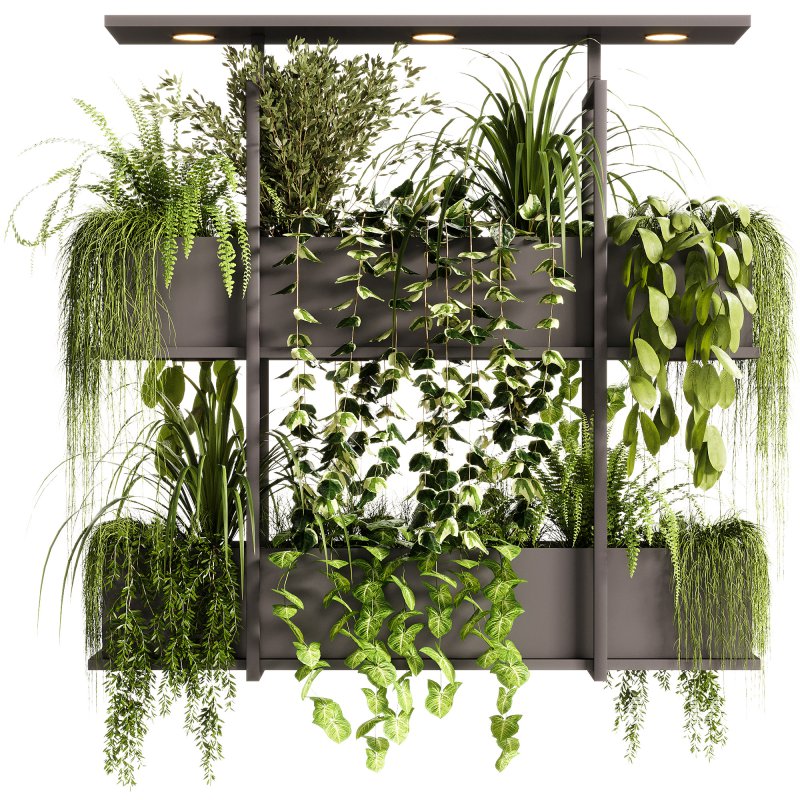 Indoor Plants – 23 Hanging plants - Image 5
