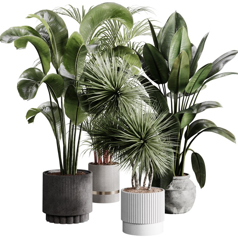 indoor plants 114 – plant collections in pot - Image 5