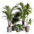 Indoor Plants collection – 71 Plants in pot - Thumbnail 4