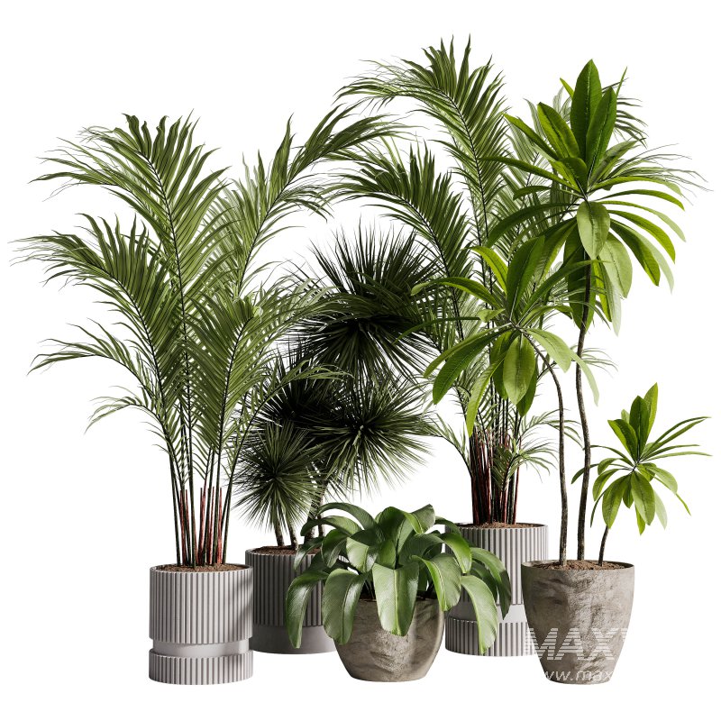 Indoor Plants collection – 71 Plants in pot - Image 4