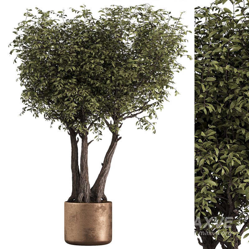 Indoor plant set 06 - Image 1